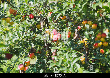 reife Pflaumen auf Äste im Obstgarten Stockfoto