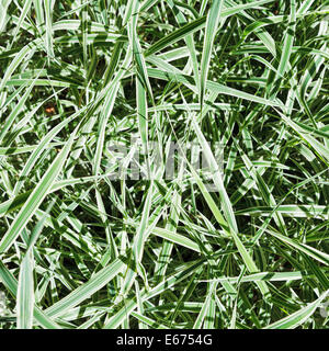 grüne Blätter von Carex Morrowii Variegata dekorativen Rasen in sonnigen Tag Stockfoto