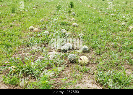 Reife Wassermelonen auf Melone-Plantage im Sommer Stockfoto