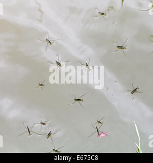 Erwachsenen Wasserläufer auf der Wasseroberfläche im Sommer Stockfoto