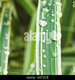 Regentropfen auf grünen Blättern des Carex Morrowii Japonica hautnah Stockfoto