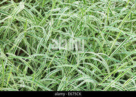 natürlichen Hintergrund von nassen grünen Grashalmen Carex Morrowii Japonica dekorative nach Regen Stockfoto