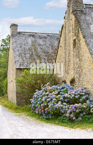 Hydrangea blüht in der Nähe von typischen alten bretonischen Häusern in Frankreich, im Dorf de Breca, Briere regionalen Naturpark Stockfoto