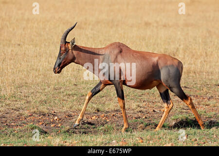 Eine Topi Antilope (Damaliscus Korrigum), Masai Mara National Reserve, Kenia Stockfoto