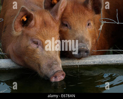 Tamworth X Berkshire-Schweine trinken aus einem Wassertrog, UK Stockfoto