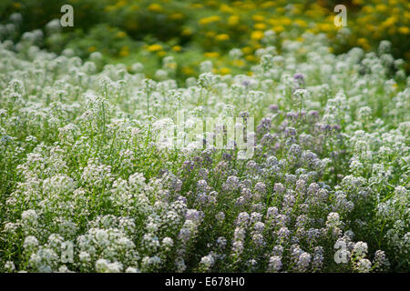 Alyssum Sweet Blumen Lobularia maritima Stockfoto