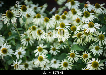 Weiße Kegel Blumen Echinacea Purpurea Alba Stockfoto