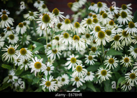 Weiße Kegel Blumen Echinacea Purpurea Alba Stockfoto