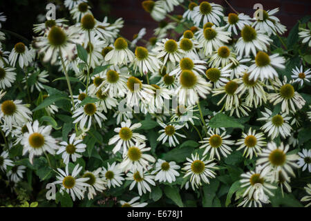 Weiße Kegel Blumen Echinacea Purpurea Alba Stockfoto