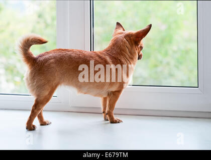 Roten Chihuahua Hund stehend auf Fensterbank und schaut in die Ferne. Stockfoto