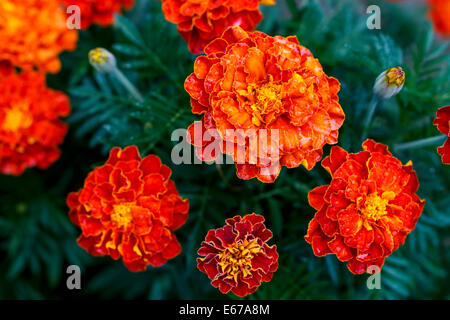 Ringelblume wachsen im Garten, kauerte von Morgentau Stockfoto