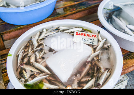 Fisch auf einen Fisch stand auf dem Gewürzmarkt in Istanbul Stockfoto