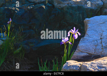 Wild Iris, Schoodic Point Schoodic Peninsula, Acadia National Park, Maine, USA Stockfoto