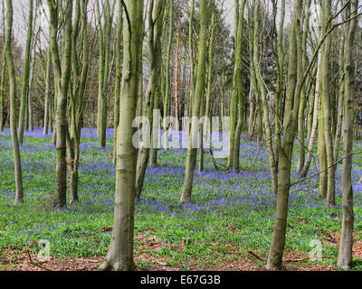 Glockenblumen in einem Waldgebiet Stockfoto