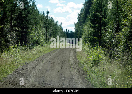 Eine wilde Lauf Reh im Wald, Schweden Stockfoto