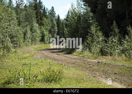 Eine wilde Lauf Reh im Wald, Schweden Stockfoto