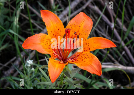 Schöne Feuer Lilie Blume closeup Stockfoto