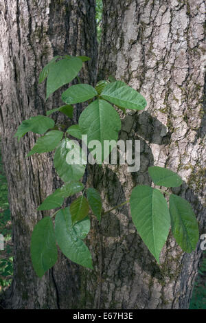 Poison Ivy Seite eines Baumes aufgewachsen. North Carolina Stockfoto