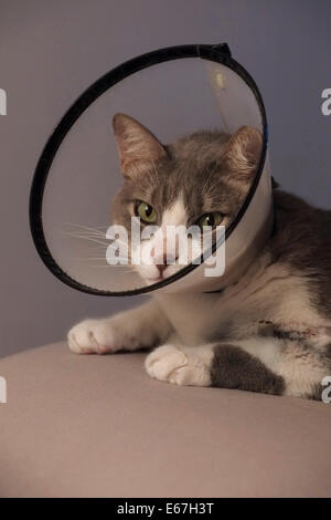 Cat Tragen eines Schutzkragen auch als Halskragen oder e-Kragen Stockfoto