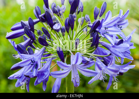 Offene Blüten und dunkle blaue Knospen in die Blüte von Agapanthus "Northern Star" Stockfoto