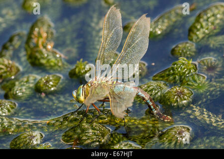 Frau Kaiser Libelle, Anax Imperator, Eiablage auf kanadischen Laichkräuter Stockfoto