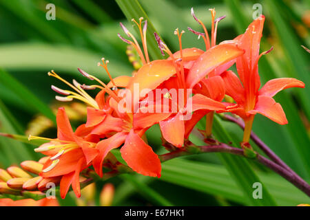 Rot-Orange Blumen von der kräftige Knolle, Crocosmia 'Eifer Giant' Stockfoto