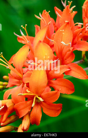 Rot-Orange Blumen von der kräftige Knolle, Crocosmia 'Eifer Giant' Stockfoto