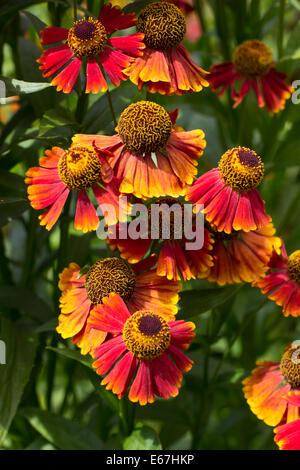 August Blumen von Sneezeweed, Helenium 'Rubinzwerg' Stockfoto