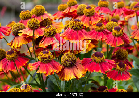 August Blumen von Sneezeweed, Helenium 'Rubinzwerg' Stockfoto
