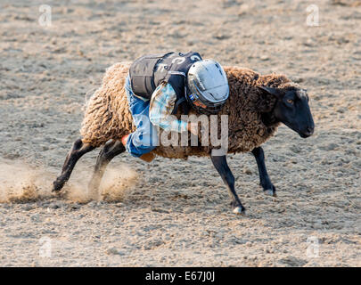 Kleines Kind ein Schaf in der Hammel Zerschlagung Wettbewerb Veranstaltung, Chaffee County Fair & Rodeo Reiten Stockfoto