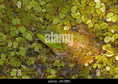 Amerikanischer Ochsenfrosch (Lithobates Catesbeianus), Louisiana Stockfoto