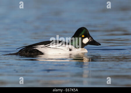 Gemeinsamen Goldeneye - Bucephala Clangula - Männchen Stockfoto
