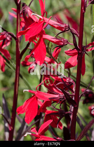 Leuchtend roten Blüten der Feuchtigkeit liebende mehrjährige Lobelia Cardinalis 'Queen Victoria' Stockfoto
