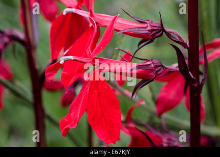 Leuchtend roten Blüten der Feuchtigkeit liebende mehrjährige Lobelia Cardinalis 'Queen Victoria' Stockfoto