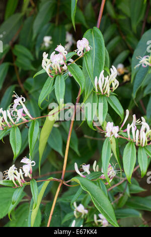 Blüten und Blätter des immergrünen Geißblatt, Lonicera hinsichtlich Stockfoto
