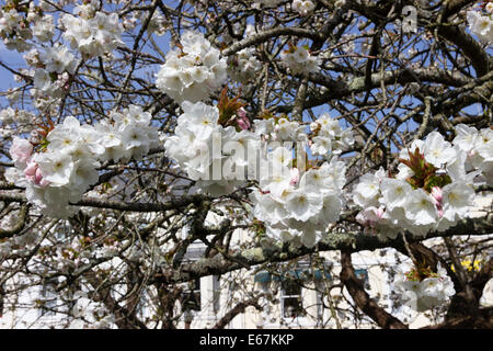 Große weiße Kirsche, Prunus 'Tai Haku', in Blüte auf Plymouth Hacke Stockfoto