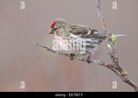 Gemeinsame Redpoll - Zuchtjahr Flammea - Erwachsene männliche Zucht Stockfoto