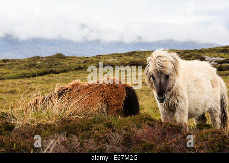 Wildpferde auf sumpfigen Moor. Loch Druidibeg National Nature Reserve, South Uist, äußeren Hebriden, Western Isles, Schottland, UK, Stockfoto