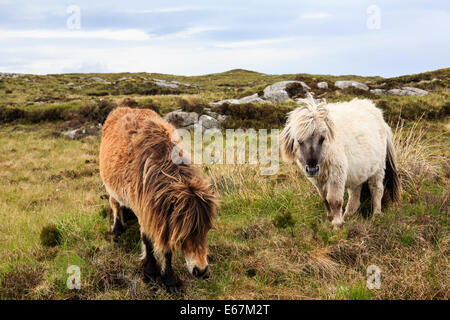 Wilde Ponys Weiden auf sumpfigen Moor Loch Druidibeg National Nature Reserve South Uist äußeren Hebriden Western Inseln Schottland UK Stockfoto