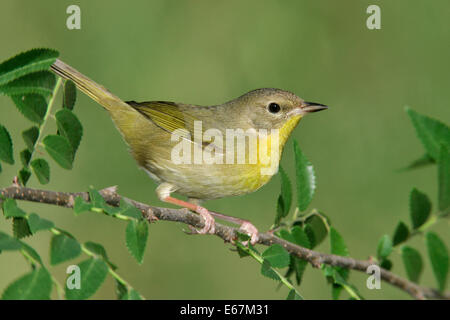 Gemeinsame Yellowthroat - Geothlypis Trichas - erwachsenes Weibchen Stockfoto