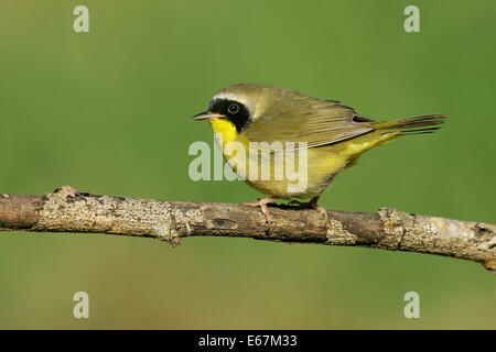 Gemeinsame Yellowthroat - Geothlypis Trichas - Männchen Stockfoto