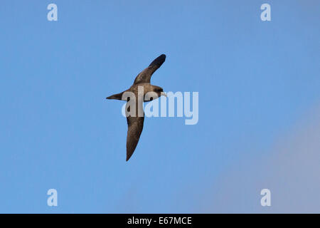 Atlantik oder Schlegels Sturmvogel fliegen in den blauen Himmel des Südatlantiks Stockfoto