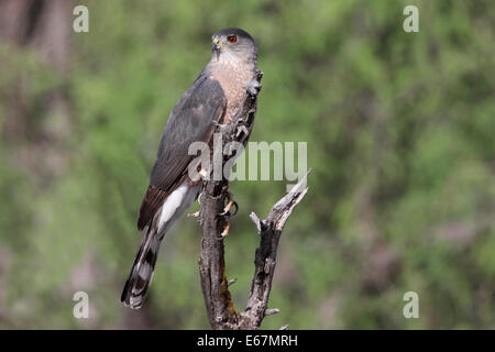 Cooper's Habicht - Accipiter Cooperii - Erwachsene Stockfoto