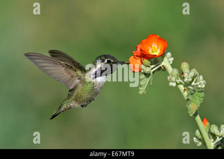 Costas Kolibri - Calypte besteht - Männchen Stockfoto