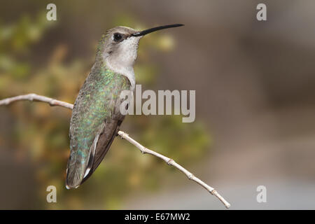 Costas Kolibri - Calypte besteht - erwachsenes Weibchen Stockfoto