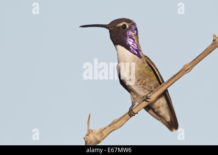 Costas Kolibri - Calypte besteht - Männchen Stockfoto