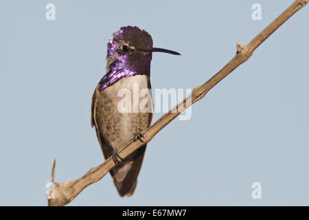 Costas Kolibri - Calypte besteht - Männchen Stockfoto