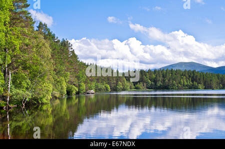 Mischwald spiegelt sich in Loch Garten, RSPB Abernethy Forest National Nature Reserve, Cairngorms National Park, Schottland, Vereinigtes Königreich Stockfoto