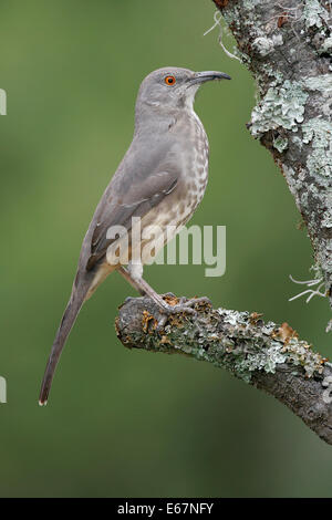 Kurve-billed Thrasher - Toxostoma curvirostre Stockfoto