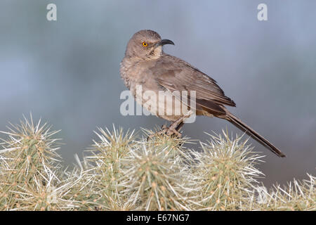 Kurve-billed Thrasher - Toxostoma curvirostre Stockfoto